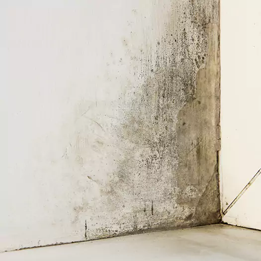 #1 Mold Remediation and Removal Experts in Tremont, PA