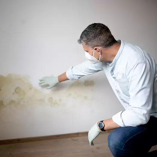 Trusted Mold Remediation and Removal Experts in Tremont, PA