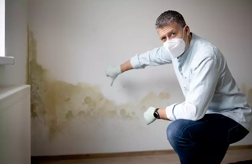 Mold Removal in Tremont, PA