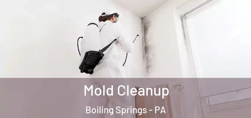 Mold Cleanup Boiling Springs - PA