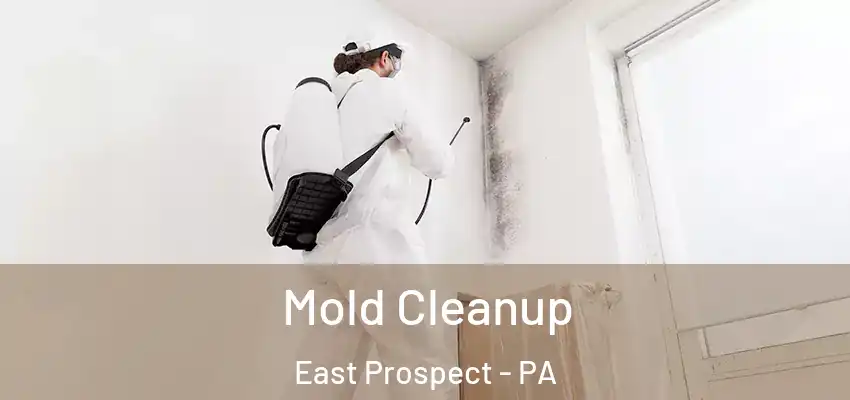 Mold Cleanup East Prospect - PA