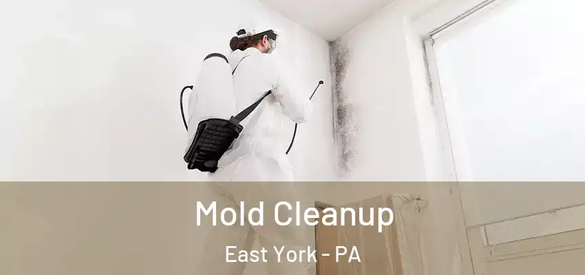 Mold Cleanup East York - PA