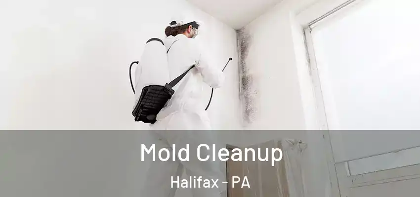 Mold Cleanup Halifax - PA