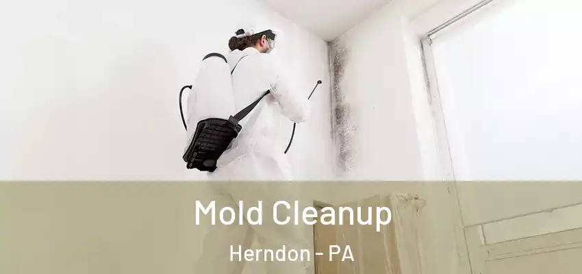  Mold Cleanup Herndon - PA