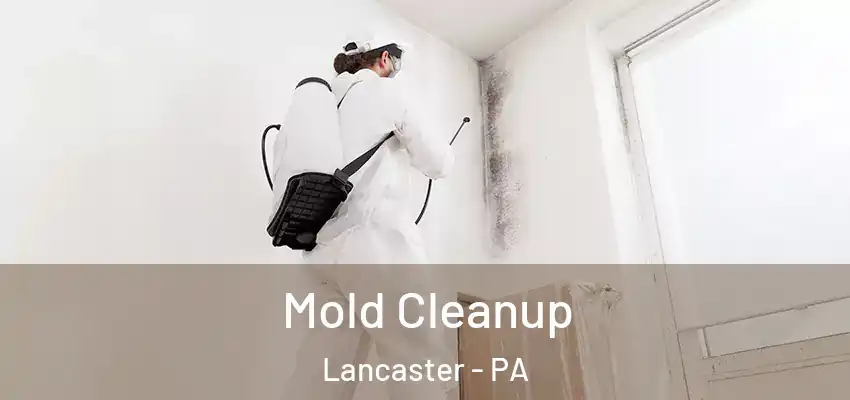 Mold Cleanup Lancaster - PA