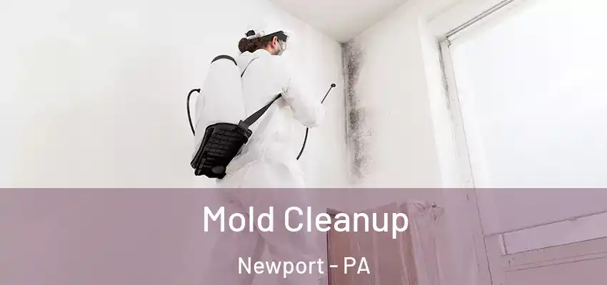  Mold Cleanup Newport - PA