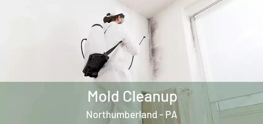  Mold Cleanup Northumberland - PA