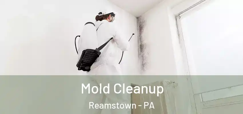 Mold Cleanup Reamstown - PA