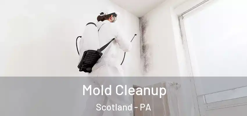 Mold Cleanup Scotland - PA