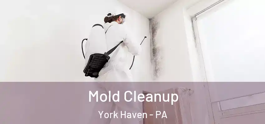Mold Cleanup York Haven - PA