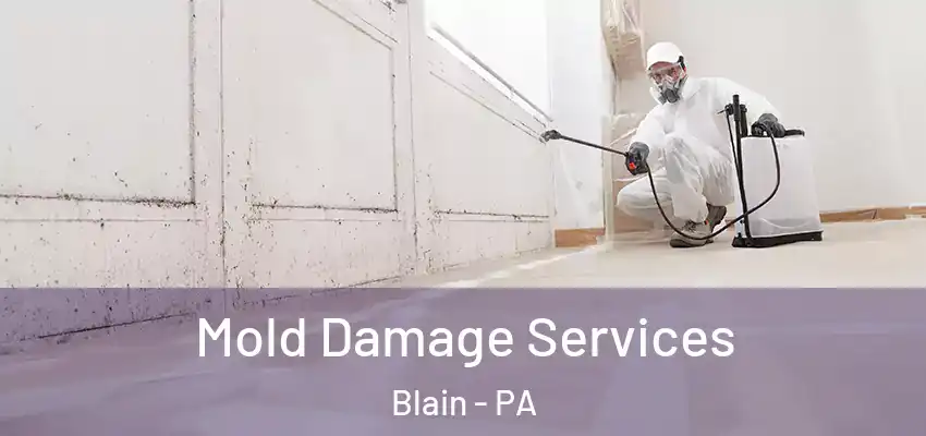  Mold Damage Services Blain - PA