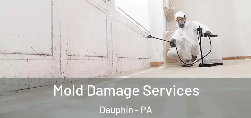  Mold Damage Services Dauphin - PA