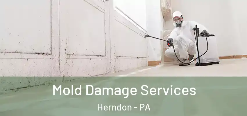 Mold Damage Services Herndon - PA