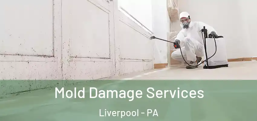  Mold Damage Services Liverpool - PA