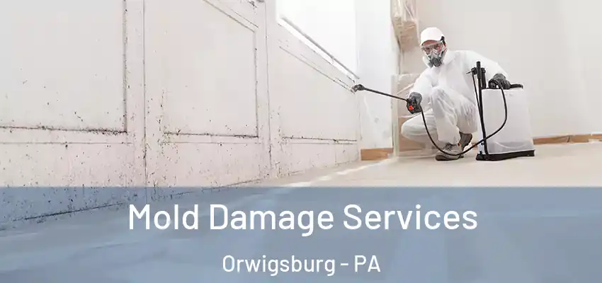 Mold Damage Services Orwigsburg - PA