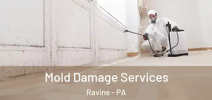 Mold Damage Services Ravine - PA