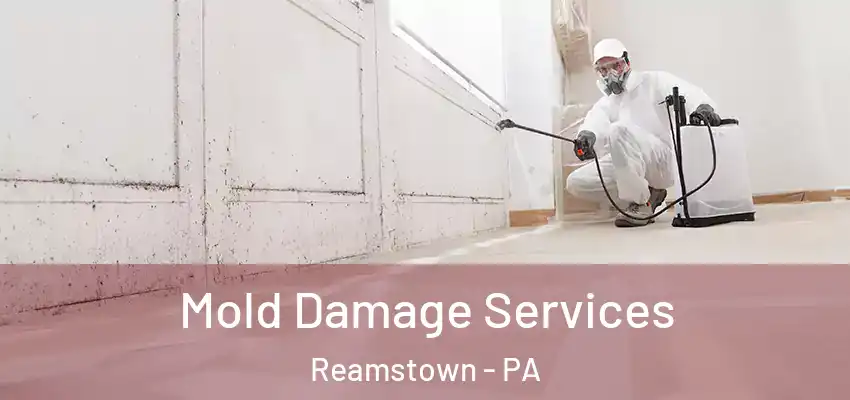  Mold Damage Services Reamstown - PA