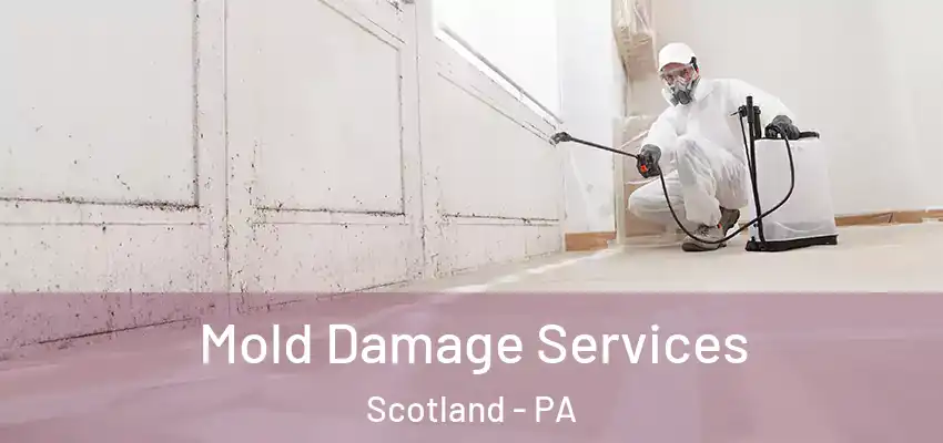  Mold Damage Services Scotland - PA