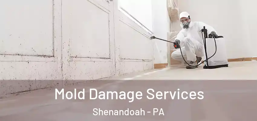 Mold Damage Services Shenandoah - PA
