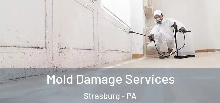  Mold Damage Services Strasburg - PA