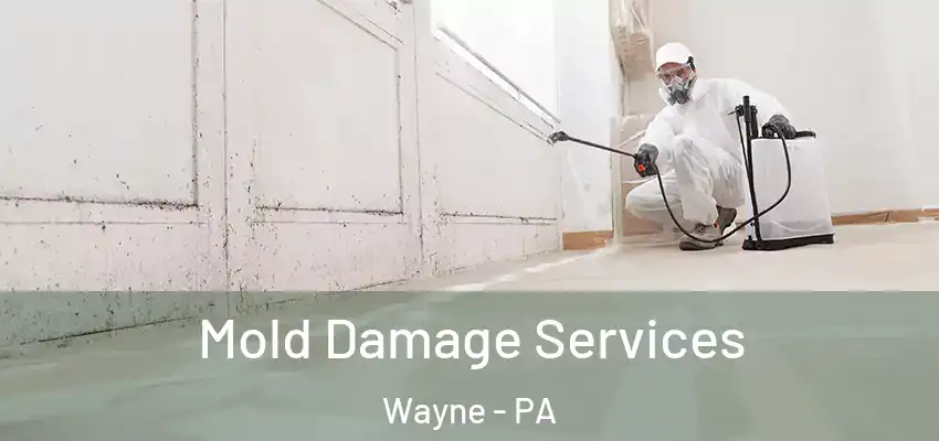 Mold Damage Services Wayne - PA