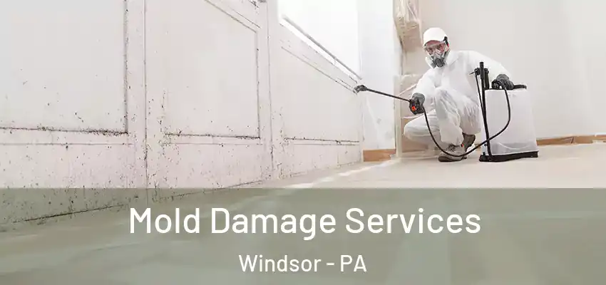Mold Damage Services Windsor - PA