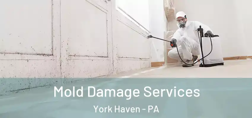  Mold Damage Services York Haven - PA