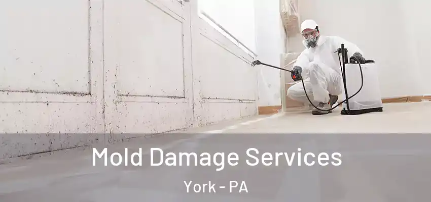 Mold Damage Services York - PA