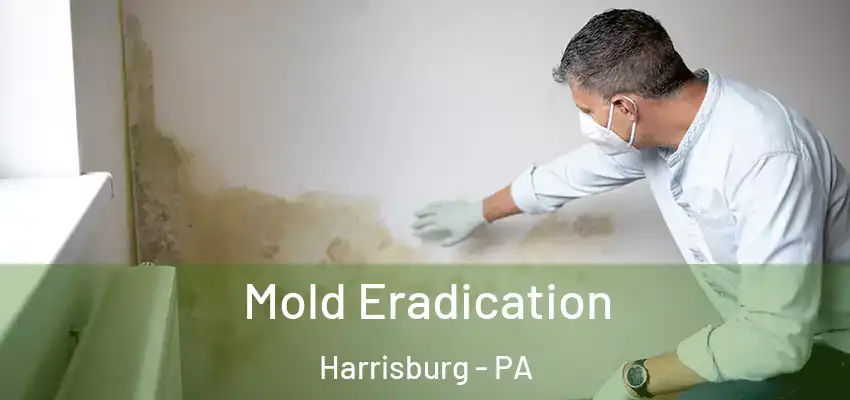  Mold Eradication Harrisburg - PA