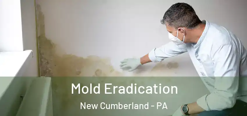 Mold Eradication New Cumberland - PA