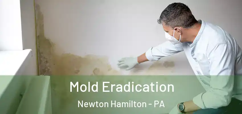 Mold Eradication Newton Hamilton - PA