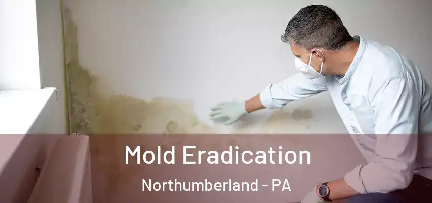  Mold Eradication Northumberland - PA