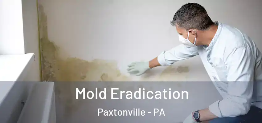  Mold Eradication Paxtonville - PA