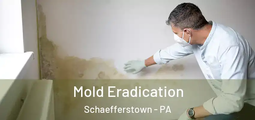  Mold Eradication Schaefferstown - PA