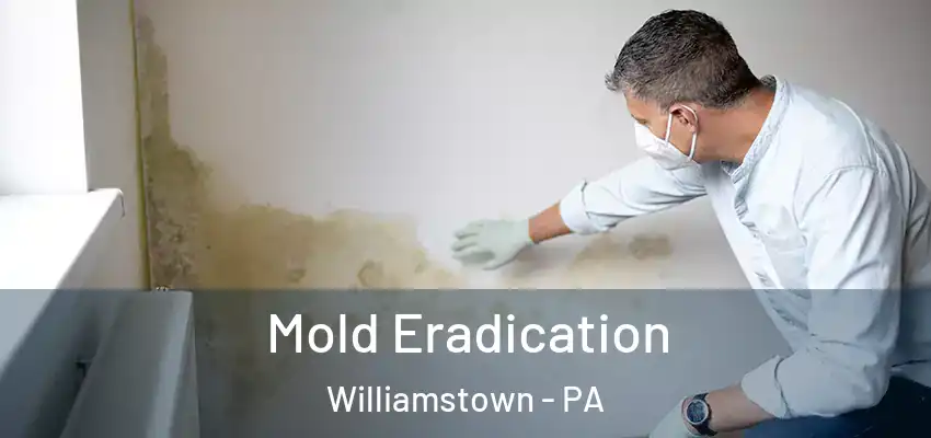  Mold Eradication Williamstown - PA