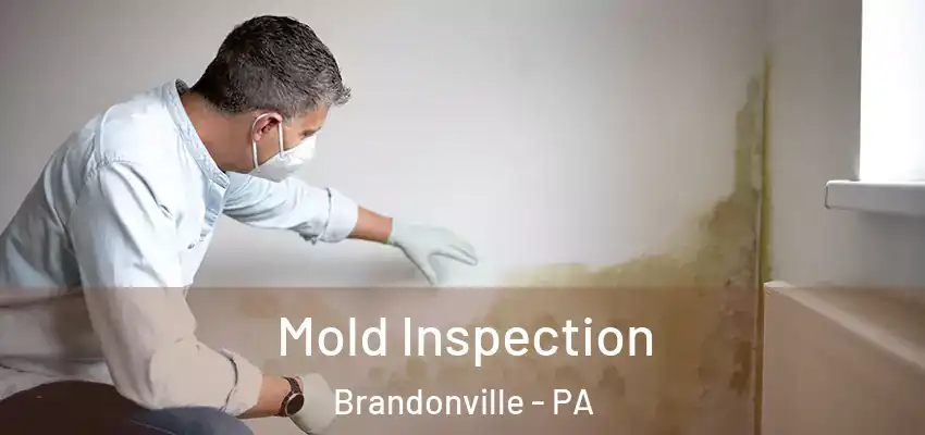 Mold Inspection Brandonville - PA