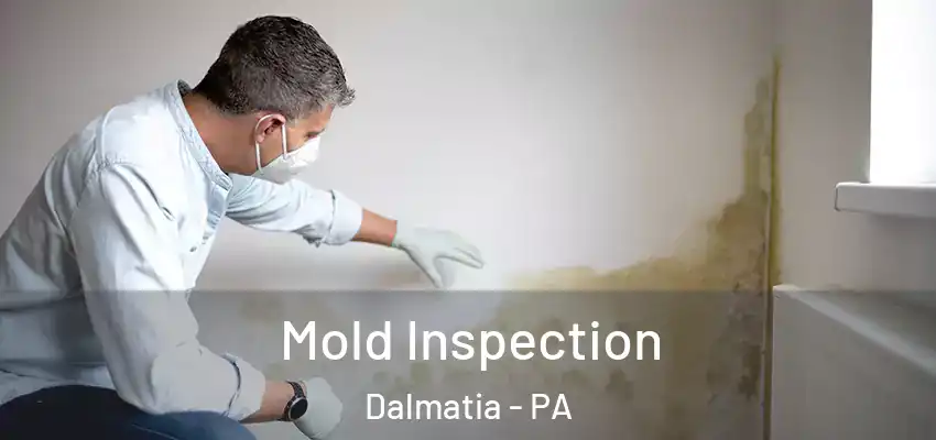 Mold Inspection Dalmatia - PA