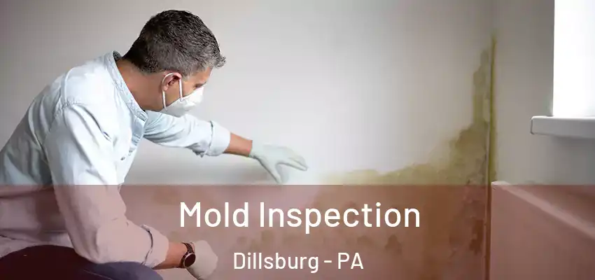  Mold Inspection Dillsburg - PA