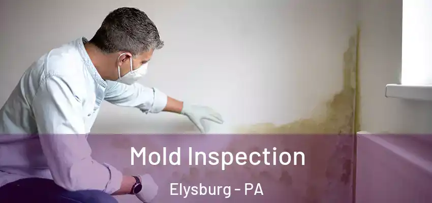 Mold Inspection Elysburg - PA