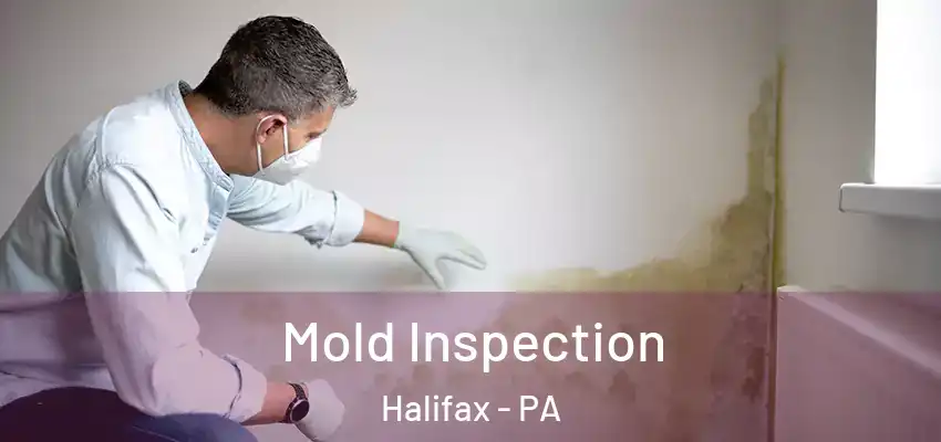  Mold Inspection Halifax - PA