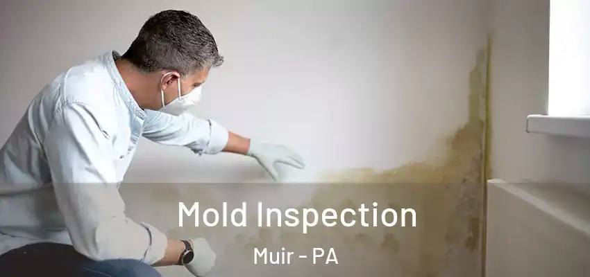 Mold Inspection Muir - PA