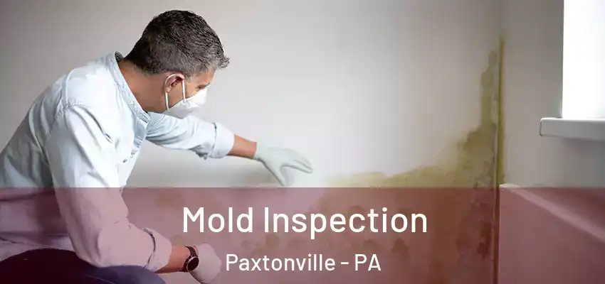 Mold Inspection Paxtonville - PA