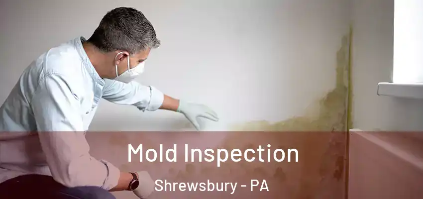  Mold Inspection Shrewsbury - PA