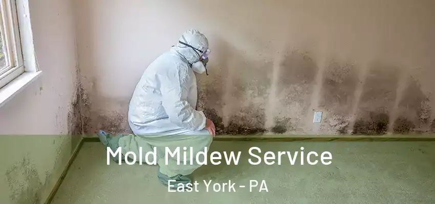  Mold Mildew Service East York - PA
