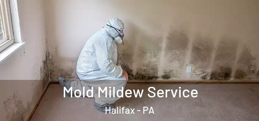  Mold Mildew Service Halifax - PA