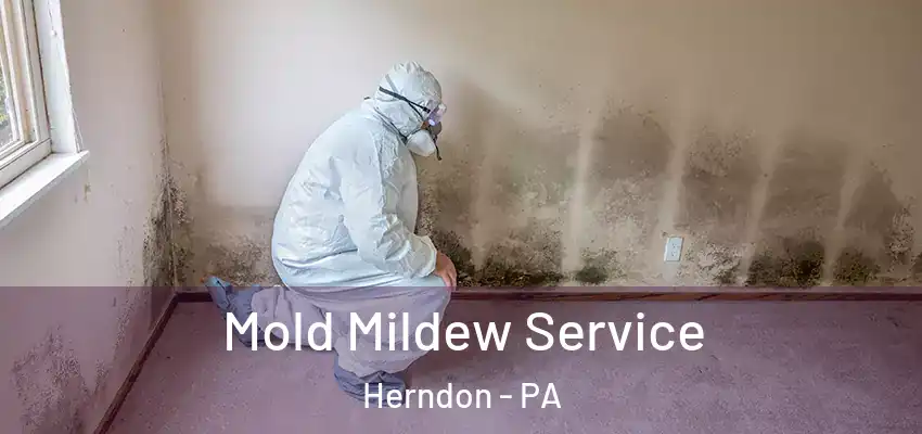  Mold Mildew Service Herndon - PA