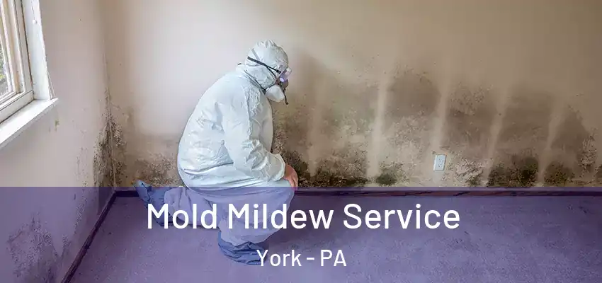 Mold Mildew Service York - PA