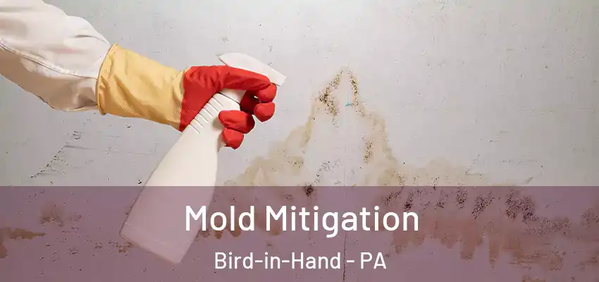 Mold Mitigation Bird-in-Hand - PA