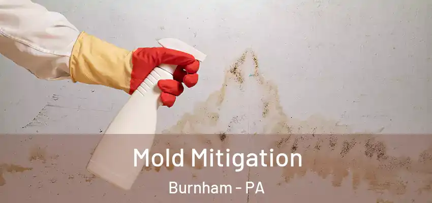  Mold Mitigation Burnham - PA