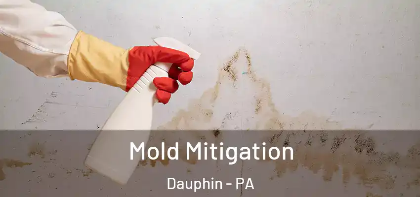  Mold Mitigation Dauphin - PA